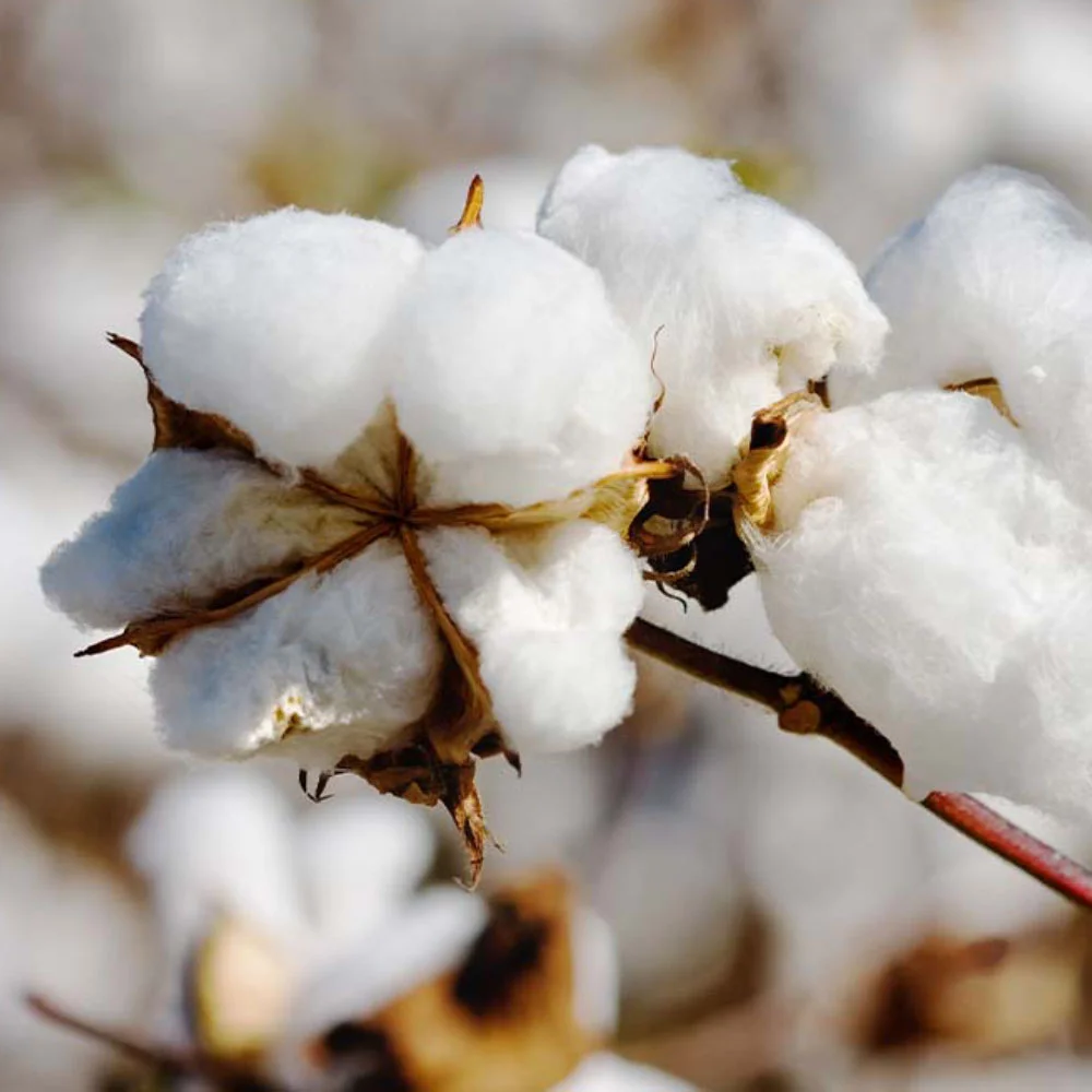 Raw Cotton & Cotton Bales