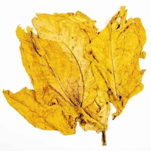 FCV Flue Cured Virginia Tobacco